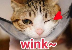 wink 表情包,传递微笑的魔力，解锁网络社交新姿势