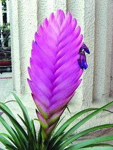 铁扇公主花图片,千年传说中的神秘之花