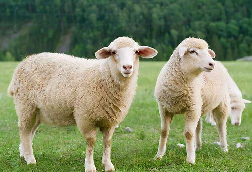 羔羊的图片,纯真与柔美的自然精灵